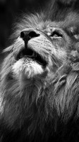 descargar wallpaper de animales